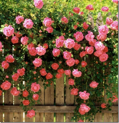 Rosa Bantry Bay - Roses - Windyridge Garden Centre