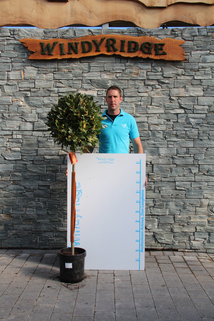 Bay Standard 4/4 Stem Crown 50/55 Pot 25cm