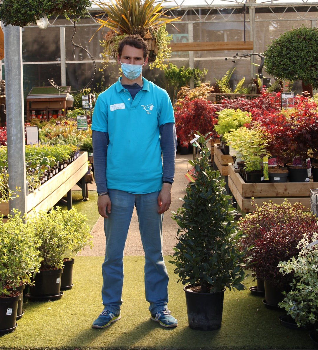 Bay Pyramid 120Cm - Grow Your Own - Windyridge Garden Centre