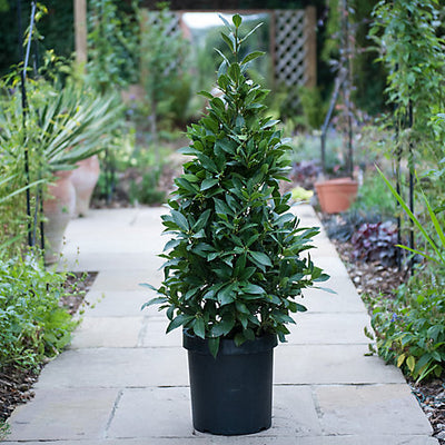 Garden Plants Collection Landing