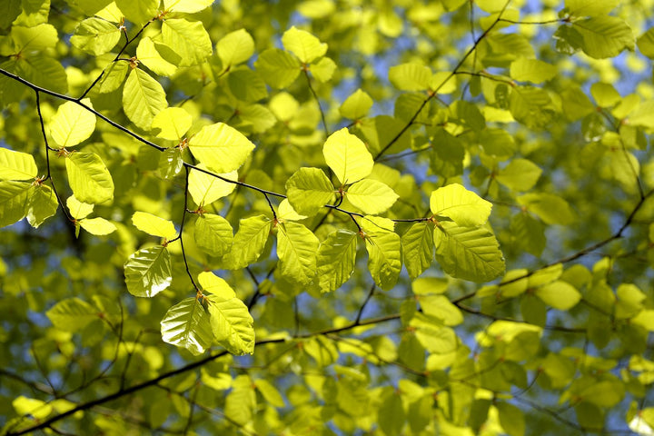 FAGUS SYLVATICA