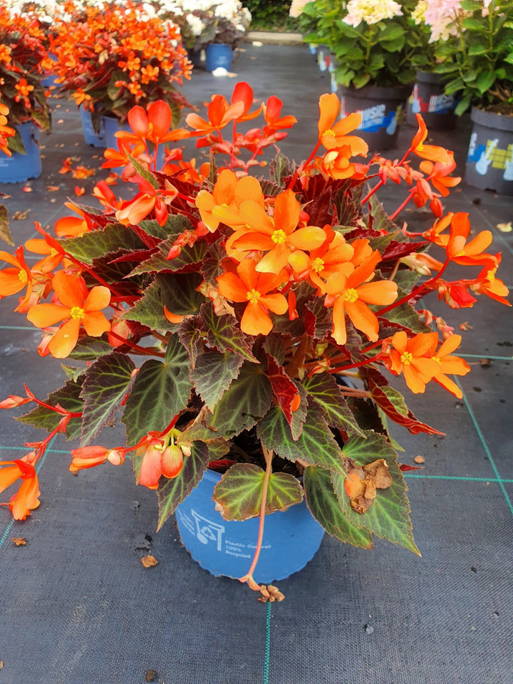 BEGONIA GLOWING EMBERS