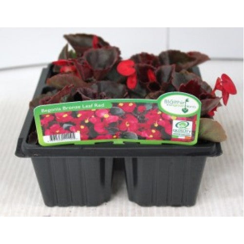BEGONIA 6pk mixed colours