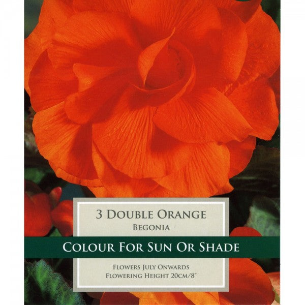 Begonia Double Orange