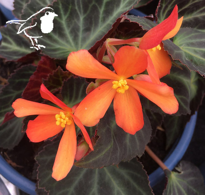 BEGONIA GLOWING EMBERS