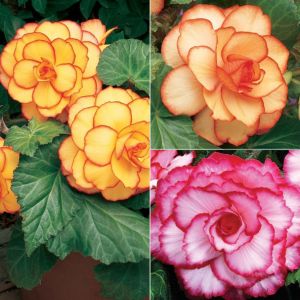 5 Begonia Picotee Mixed 4-5 - Bulbs - Windyridge Garden Centre