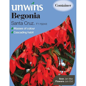 Begonia Santa Cruz - Seed Packets - Windyridge Garden Centre