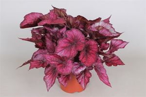 Begonia Rex Ica - Indoor Plants - Windyridge Garden Centre