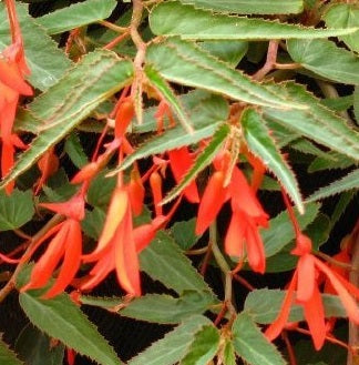 Begonia tub. Bonfire