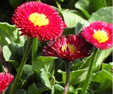 Bellis Red - Bedding - Windyridge Garden Centre
