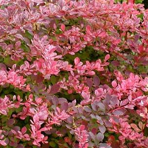 BERBERIS THUNBERGII HARLEQUIN