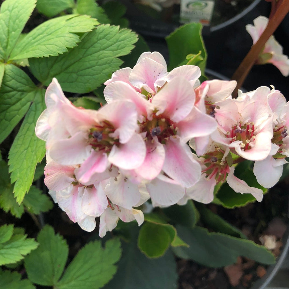 Bergenia Harzkristall - Herbaceous - Windyridge Garden Centre