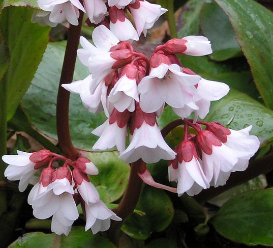 Bergenia Apple Blossom
