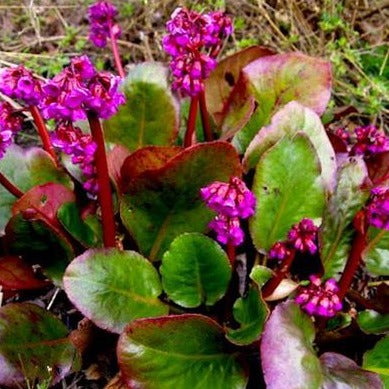 Bergenia 'Eroica' - Herbaceous - Windyridge Garden Centre
