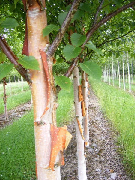 BETULA ALBOSINENSIS FASCINATION