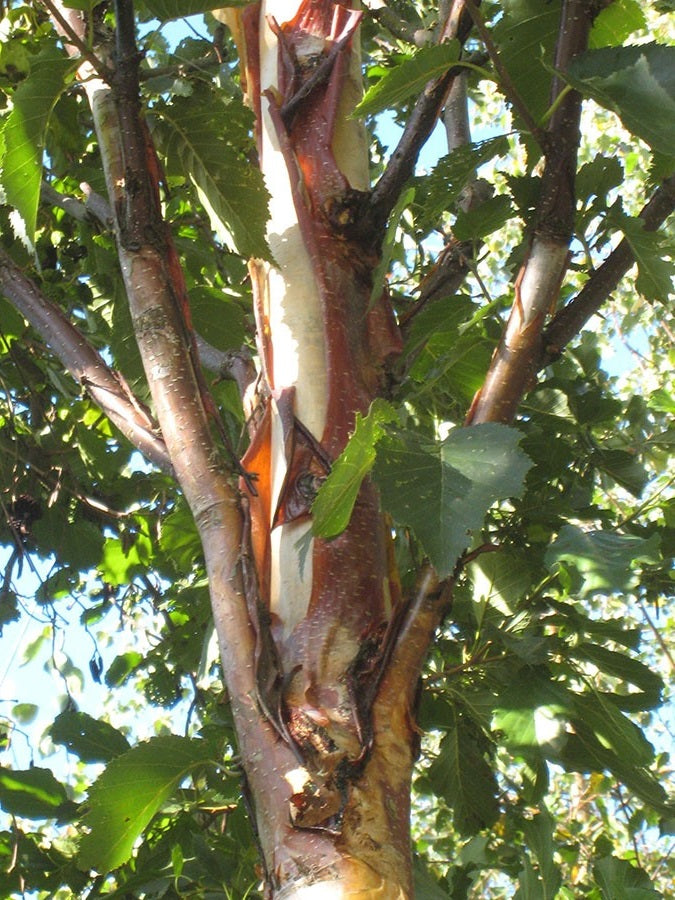 Betula Alba Fascination - Trees - Windyridge Garden Centre