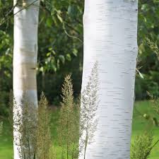 Betula Utilis Jacquemontii - Trees - Windyridge Garden Centre