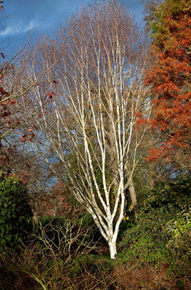 Betula Utilis Jacquemontii Ftd 45Ltr - Trees - Windyridge Garden Centre