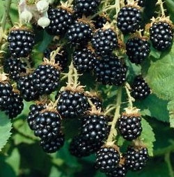 Blackberry Oregon