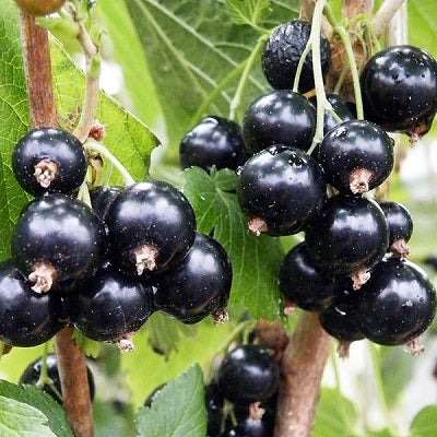 Blackcurrant Ben Connan