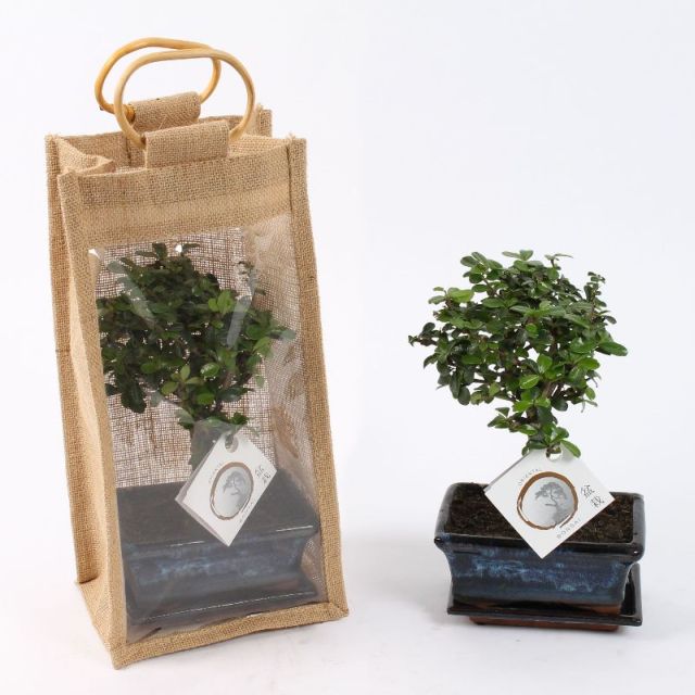 Bonsai mix (nr.A1151934)  P15 + jute bag