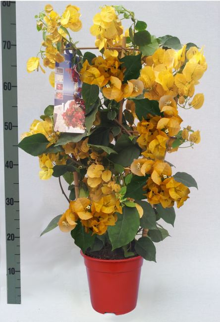 Bougainvillea yellow