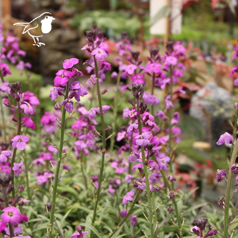 Erysimum Super Bowles Mauve - Bedding - Windyridge Garden Centre