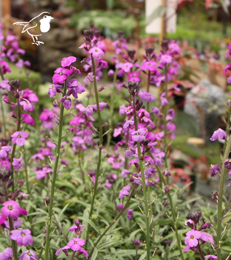 Erysimum Bowles Mauve  2 Ltr Pot - Herbaceous - Windyridge Garden Centre