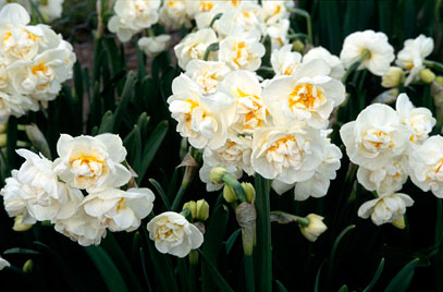 NARCISSI BRIDAL CROWN