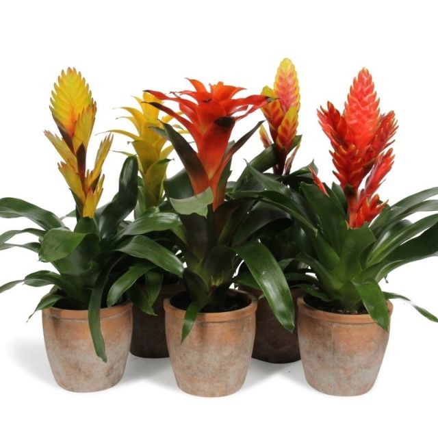Bromelia mix Terracotta pot 13 cm