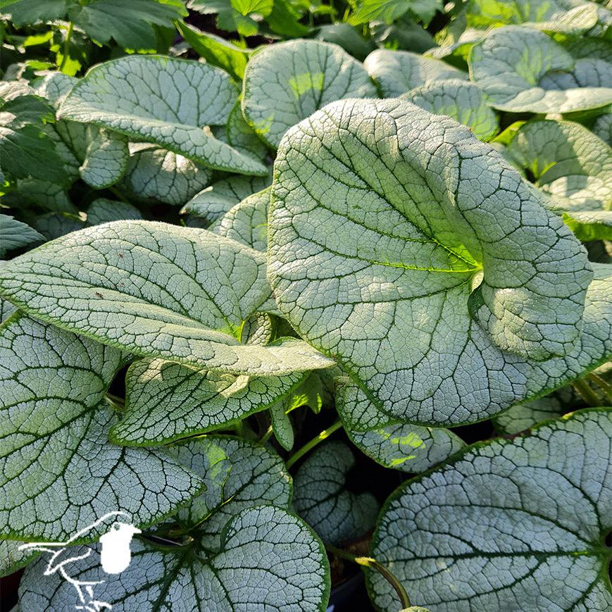 Siberian Bugloss Brunnera Marophylla Silver Heart  (3Ltr Pot) - Herbaceous - Windyridge Garden Centre