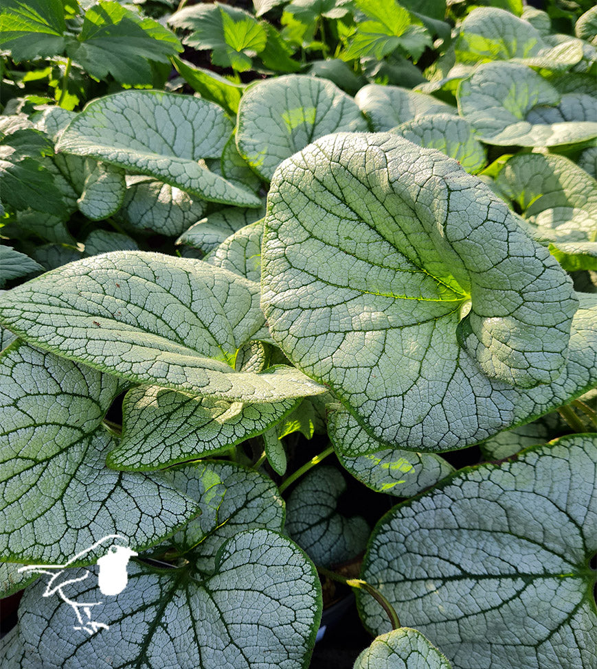 Brunnera Macrophylla Silver Heart - Herbaceous - Windyridge Garden Centre