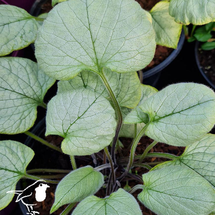 BRUNNERA mac. Looking Glass