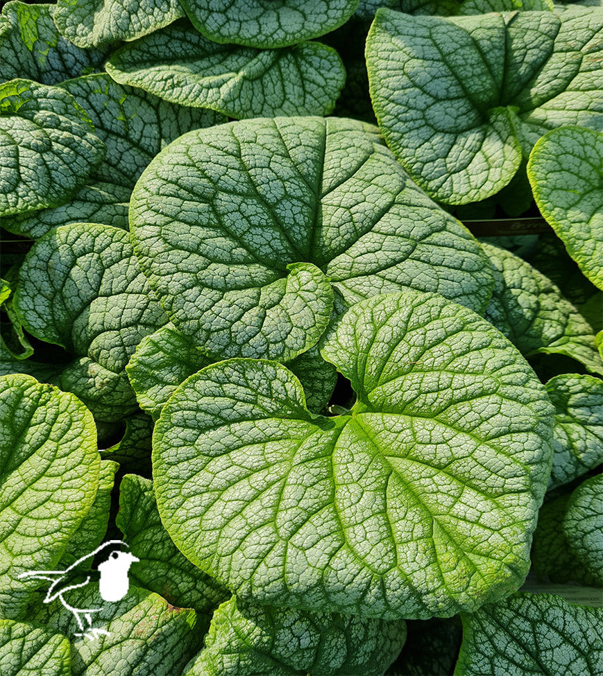 BRUNNERA mac. Alexanders Great