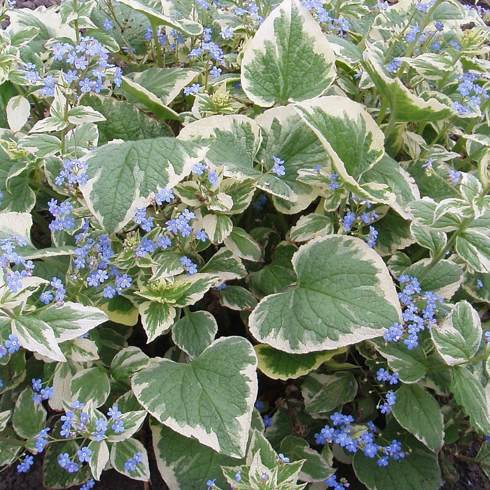 Brunnera Macr. Variegata 2L - Herbaceous - Windyridge Garden Centre