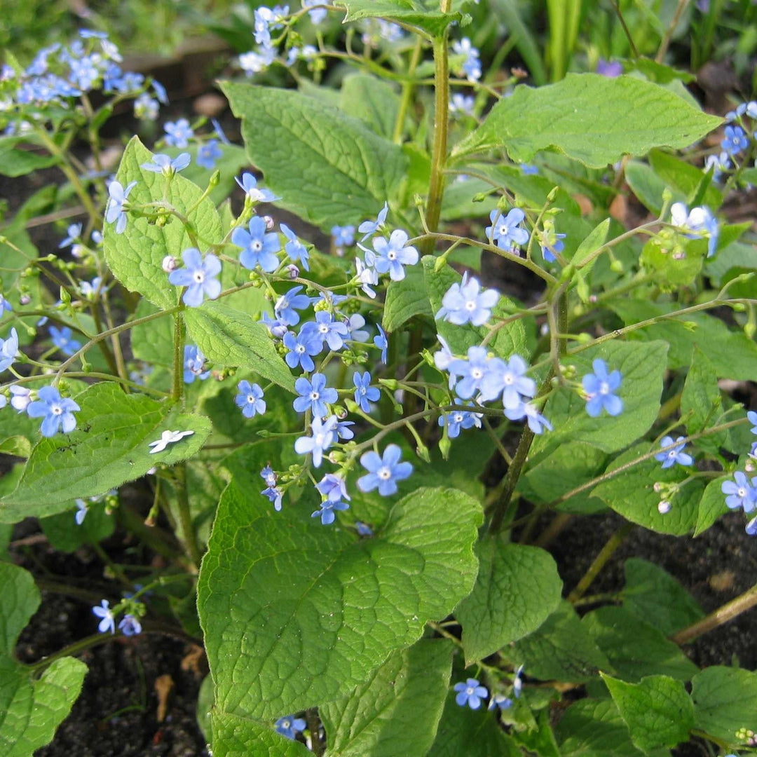 Brunnera macrophylla