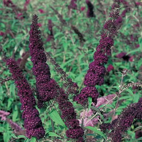 Buddleja Black Knight - Shrubs - Windyridge Garden Centre