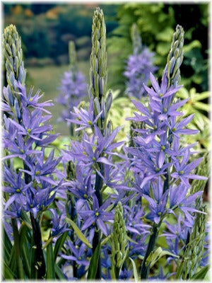 CAMASSIA LEICHTLINII CAERULEA LOOSE