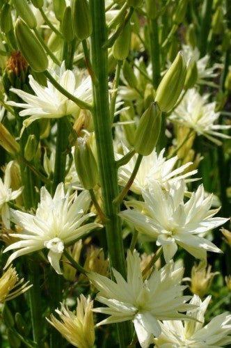 CAMASSIA LEICHTLINII SEMIPLENA  loose 3 for 3.95