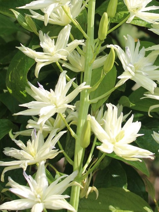 CAMASSIA LEICHTLINII SEMIPLENA SEL