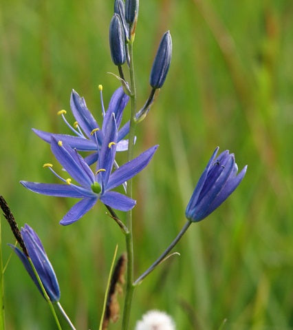 CAMASSIA QUAMASH 15