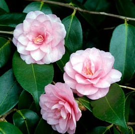 Camellia Spring Festival - Shrubs - Windyridge Garden Centre