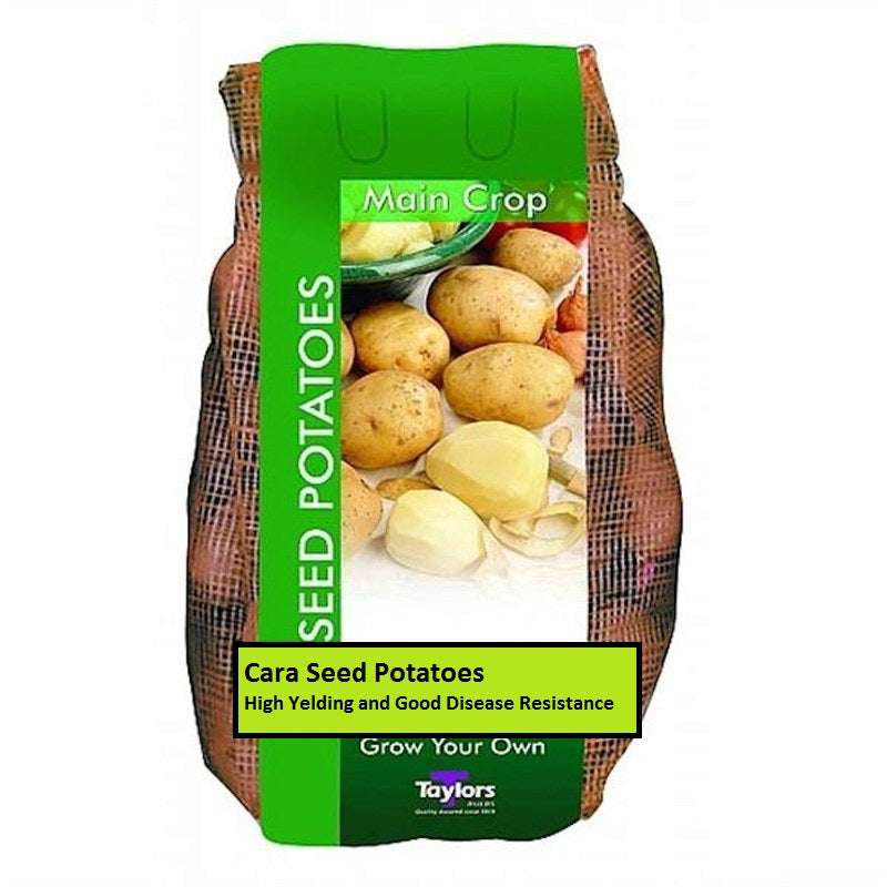 CARA SEED POTATO