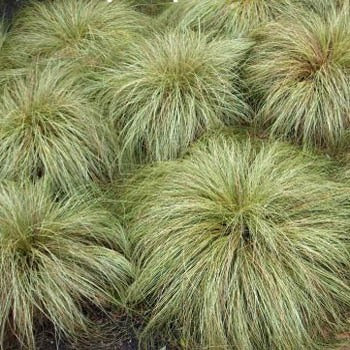 CAREX comans Frosted Curls