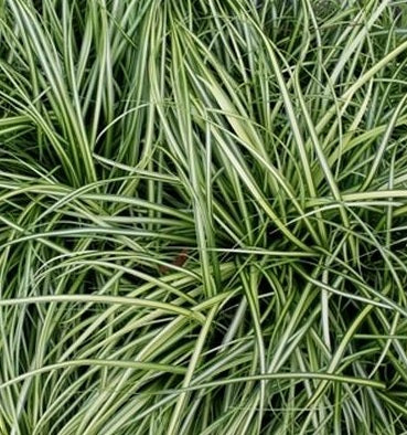 Carex Oshimensis Eversheen - Herbaceous - Windyridge Garden Centre