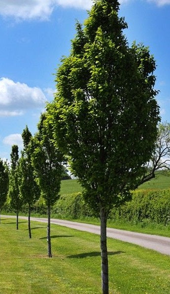 CARPINUS BETULUS FASTIGIATA