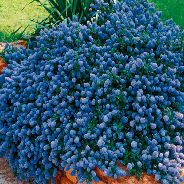 CEANOTHUS T. REPENS