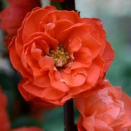 Chaenomeles Mango Storm - Climbers - Windyridge Garden Centre