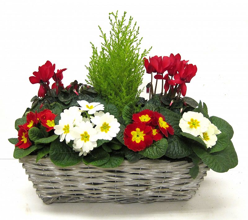 Winter Window Box - Baskets - Windyridge Garden Centre