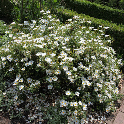 Cistus Corbariensis - Shrubs - Windyridge Garden Centre